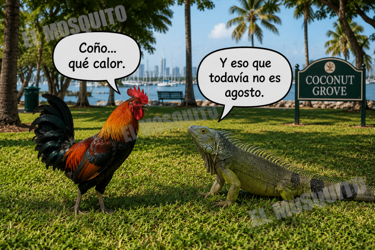 Sólo en Miami